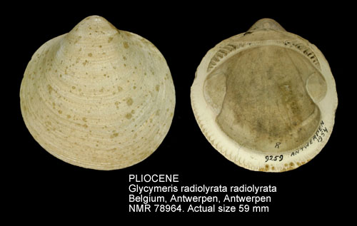 PLIOCENE Glycymeris radiolyrata radiolyrata.jpg - PLIOCENE Glycymeris radiolyrata radiolyrata Moerdijk & Van Nieulande,1995